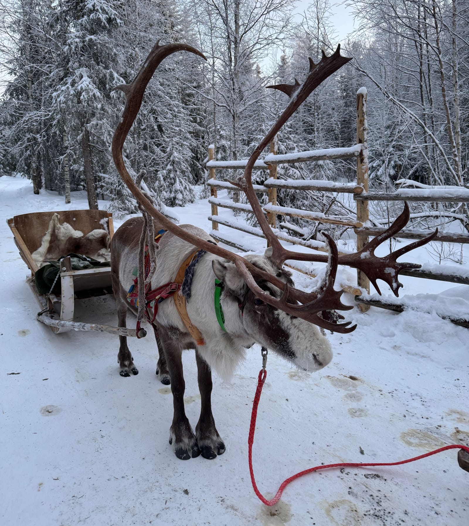 Ce să faci în Laponia: tradiții Sami și descoperiri arctice